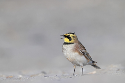 <i class='fa fa-user'></i> Jelger Herder |   Strandleeuwerik  <i class='fa fa-eye'> 360</i>  <i class='fa fa-thumbs-up'> 21</i>   <i class='fa fa-comment-o'> 11</i>