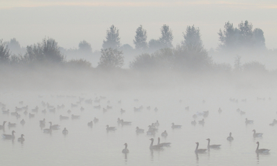 <i class='fa fa-user'></i> rixte |   Grauwe Gans  <i class='fa fa-eye'> 81</i>  <i class='fa fa-thumbs-up'> 4</i>   <i class='fa fa-comment-o'> 18</i>