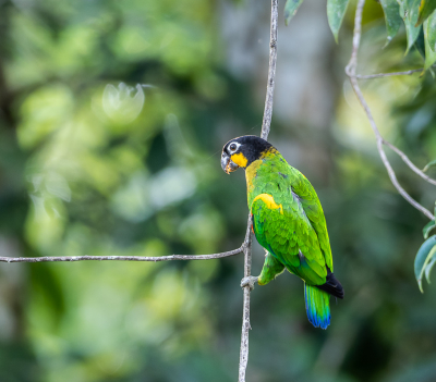 <i class='fa fa-user'></i> Arie G |   Barrabands Papegaai  <i class='fa fa-eye'> 137</i>   <i class='fa fa-comment-o'> 2</i>