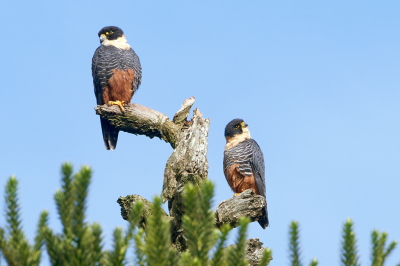 <i class='fa fa-user'></i> Martjan Lammertink |   Vleermuisvalk  <i class='fa fa-eye'> 253</i>  <i class='fa fa-thumbs-up'> 7</i>   <i class='fa fa-comment-o'> 3</i>