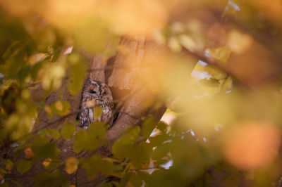 <i class='fa fa-user'></i> GeertN |   Bosuil  <i class='fa fa-eye'> 108</i>  <i class='fa fa-thumbs-up'> 2</i>   <i class='fa fa-comment-o'> 24</i>