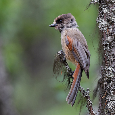 Het blijven toch prachtige vogels die taigagaaien, erg van genoten in de zomer.