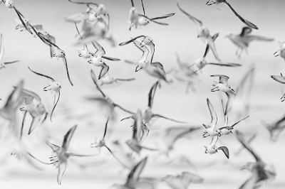 <i class='fa fa-user'></i> kevinhollmann |   Drieteenstrandloper  <i class='fa fa-eye'> 116</i>  <i class='fa fa-thumbs-up'> 3</i>   <i class='fa fa-comment-o'> 21</i>