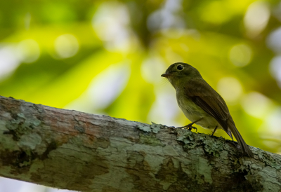 <i class='fa fa-user'></i> charlysax |   Carrikers Tiran  <i class='fa fa-eye'> 101</i>  <i class='fa fa-thumbs-up'> 1</i>   <i class='fa fa-comment-o'> 3</i>