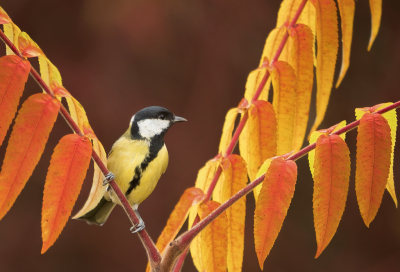 <i class='fa fa-user'></i> Truus Aletta Maan |   Koolmees  <i class='fa fa-eye'> 82</i>  <i class='fa fa-thumbs-up'> 6</i>   <i class='fa fa-comment-o'> 19</i>