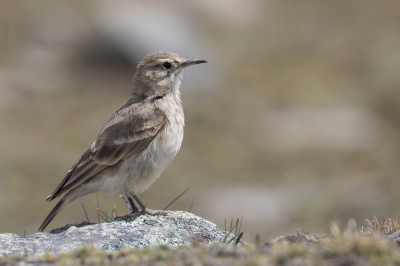 <i class='fa fa-user'></i> Paul van Giersbergen |   Gewone Holengraver  <i class='fa fa-eye'> 122</i>  <i class='fa fa-thumbs-up'> 1</i>   <i class='fa fa-comment-o'> 0</i>