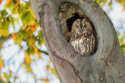 <i class='fa fa-user'></i> wouterroepel |   Bosuil  <i class='fa fa-eye'> 103</i>   <i class='fa fa-comment-o'> 20</i>