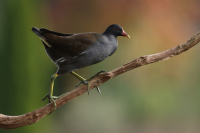 <i class='fa fa-user'></i> Henk Wiebe van der Meulen |   Waterhoen  <i class='fa fa-eye'> 194</i>  <i class='fa fa-thumbs-up'> 12</i>   <i class='fa fa-comment-o'> 6</i>