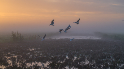 <i class='fa fa-user'></i> christina |   Kokmeeuw  <i class='fa fa-eye'> 91</i>  <i class='fa fa-thumbs-up'> 1</i>   <i class='fa fa-comment-o'> 17</i>