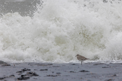 <i class='fa fa-user'></i> Erna Koelman |   Zilverplevier  <i class='fa fa-eye'> 99</i>  <i class='fa fa-thumbs-up'> 4</i>   <i class='fa fa-comment-o'> 24</i>