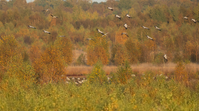 <i class='fa fa-user'></i> anevanrees |   Kraanvogel  <i class='fa fa-eye'> 98</i>  <i class='fa fa-thumbs-up'> 1</i>   <i class='fa fa-comment-o'> 20</i>