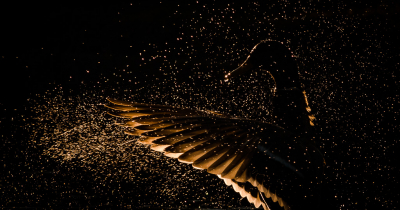 <i class='fa fa-user'></i> Henri Aantjes |   Wilde Eend  <i class='fa fa-eye'> 252</i>  <i class='fa fa-thumbs-up'> 19</i>   <i class='fa fa-comment-o'> 6</i>