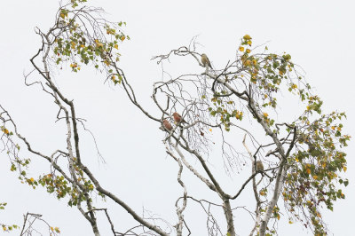 <i class='fa fa-user'></i> hjstukker |   Kruisbek  <i class='fa fa-eye'> 83</i>   <i class='fa fa-comment-o'> 17</i>