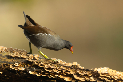 <i class='fa fa-user'></i> Henk Wiebe van der Meulen |   Waterhoen  <i class='fa fa-eye'> 95</i>  <i class='fa fa-thumbs-up'> 3</i>   <i class='fa fa-comment-o'> 19</i>