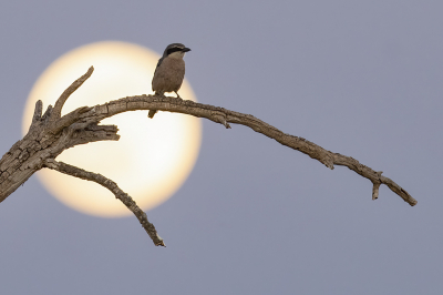 <i class='fa fa-user'></i> Jan P |   Iberische Klapekster  <i class='fa fa-eye'> 265</i>  <i class='fa fa-thumbs-up'> 21</i>   <i class='fa fa-comment-o'> 7</i>