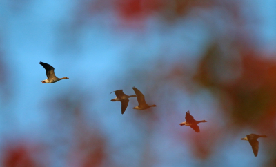 <i class='fa fa-user'></i> Ruben de Bruijn |   Grauwe Gans  <i class='fa fa-eye'> 84</i>   <i class='fa fa-comment-o'> 17</i>