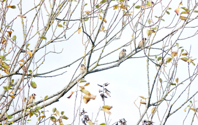 <i class='fa fa-user'></i> nelappelmelk |   Putter  <i class='fa fa-eye'> 86</i>  <i class='fa fa-thumbs-up'> 1</i>   <i class='fa fa-comment-o'> 17</i>