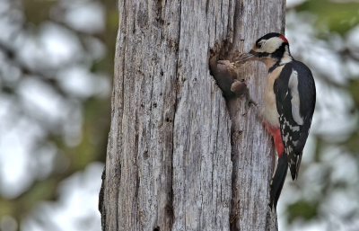 <i class='fa fa-user'></i> RTL |   Grote Bonte Specht  <i class='fa fa-eye'> 88</i>   <i class='fa fa-comment-o'> 19</i>