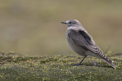 <i class='fa fa-user'></i> Paul van Giersbergen |   Geelnekgrondtiran  <i class='fa fa-eye'> 138</i>  <i class='fa fa-thumbs-up'> 1</i>   <i class='fa fa-comment-o'> 0</i>