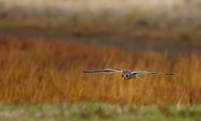 <i class='fa fa-user'></i> Ben Reitsma |   Velduil  <i class='fa fa-eye'> 105</i>  <i class='fa fa-thumbs-up'> 2</i>   <i class='fa fa-comment-o'> 20</i>