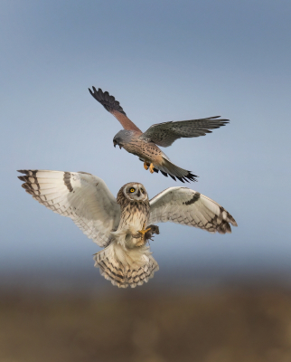 Bird picture: Asio flammeus / Velduil / Short-eared Owl