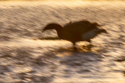 <i class='fa fa-user'></i> Alex Roetemeijer |   Rotgans  <i class='fa fa-eye'> 106</i>  <i class='fa fa-thumbs-up'> 1</i>   <i class='fa fa-comment-o'> 19</i>