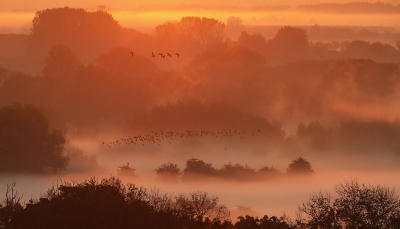 <i class='fa fa-user'></i> thijsglastra |   Grauwe Gans  <i class='fa fa-eye'> 318</i>  <i class='fa fa-thumbs-up'> 20</i>   <i class='fa fa-comment-o'> 22</i>