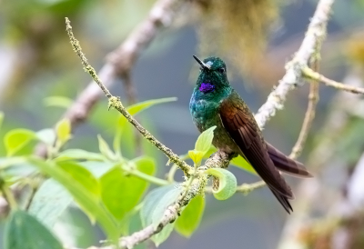 <i class='fa fa-user'></i> charlysax |   Violetkeelincakolibrie  <i class='fa fa-eye'> 102</i>  <i class='fa fa-thumbs-up'> 1</i>   <i class='fa fa-comment-o'> 0</i>