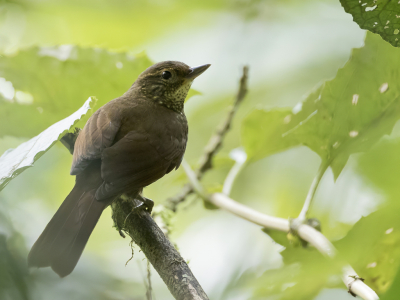 <i class='fa fa-user'></i> Paul van Giersbergen |   Geelbrauwbladspeurder  <i class='fa fa-eye'> 101</i>  <i class='fa fa-thumbs-up'> 1</i>   <i class='fa fa-comment-o'> 0</i>