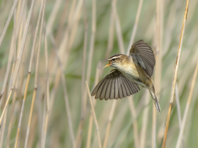 <i class='fa fa-user'></i> Bert Ooms |   Rietzanger  <i class='fa fa-eye'> 266</i>  <i class='fa fa-thumbs-up'> 19</i>   <i class='fa fa-comment-o'> 8</i>