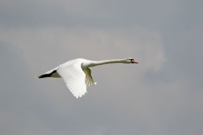 Na een druk jaar met andere zaken die gedaan moesten worden weinig tijd gehad en gemaakt om te fotograferen. Hoop dat nu weer wat op te pakken.
Eerst nog het archief een beetje door van de enkele foto's van de laatste tijden.
Het gebeurd niet heel vaak dat ik een zwaan op ooghoogte voor de camera langs zie komen. Vandaar deze gekozen om weer eens wat te posten.