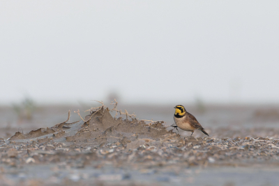 De strandleeuwerik is een van mijn favoriete wintergasten in Nederland, ze zijn vaak best wel schuw, maar met dit exemplaar had ik geluk. Liggend op het strand kon ik steeds dichterbij komen.