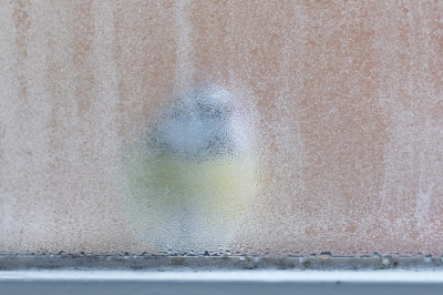 <i class='fa fa-user'></i> Gert-Jan Cromwijk |   Pimpelmees  <i class='fa fa-eye'> 284</i>  <i class='fa fa-thumbs-up'> 4</i>   <i class='fa fa-comment-o'> 13</i>