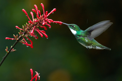 <i class='fa fa-user'></i> Martjan Lammertink |   Witkeelkolibrie  <i class='fa fa-eye'> 116</i>  <i class='fa fa-thumbs-up'> 4</i>   <i class='fa fa-comment-o'> 5</i>