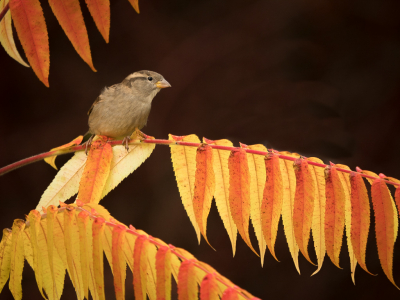 <i class='fa fa-user'></i> Truus Aletta Maan |   Huismus  <i class='fa fa-eye'> 165</i>  <i class='fa fa-thumbs-up'> 4</i>   <i class='fa fa-comment-o'> 8</i>