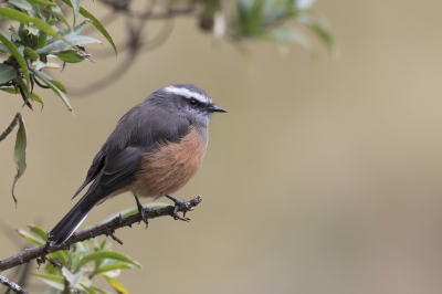 <i class='fa fa-user'></i> Paul van Giersbergen |   D'Orbigny's Tapuittiran  <i class='fa fa-eye'> 130</i>  <i class='fa fa-thumbs-up'> 2</i>   <i class='fa fa-comment-o'> 0</i>