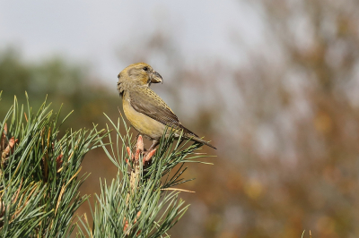 Met recht een grote kruisbek.
Het is goed vertoeven op de Elspeterheide.
Bijna iedereen kon tevreden huiswaarts keren.
Een bijzondere vogel.