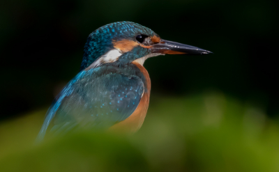 Dit moment weet ik mij nog goed te herinneren, er waren twee ijsvogeltjes in beeld en op het moment dat ik een opname wilde maken waren ze verdwenen en toen vanuit m'n ooghoek zag ik er een boven het groen uitsteken en kon ik deze opname maken.