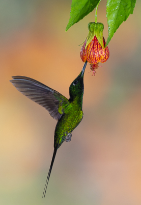 <i class='fa fa-user'></i> Arie G |   Keizerinbriljantkolibrie  <i class='fa fa-eye'> 187</i>  <i class='fa fa-thumbs-up'> 8</i>   <i class='fa fa-comment-o'> 4</i>