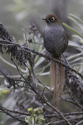 <i class='fa fa-user'></i> Paul van Giersbergen |   Oogringdistelstaart  <i class='fa fa-eye'> 129</i>  <i class='fa fa-thumbs-up'> 8</i>   <i class='fa fa-comment-o'> 6</i>