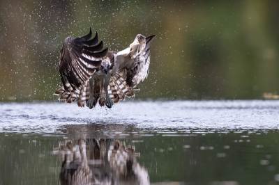 <i class='fa fa-user'></i> kevinhollmann |   Visarend  <i class='fa fa-eye'> 365</i>  <i class='fa fa-thumbs-up'> 21</i>   <i class='fa fa-comment-o'> 9</i>