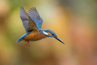 Een boshut waar een ijsvogel op bezoek komt, toch een raar gegeven. 
Van het moment gebruik gemaakt om wat vliegbeelden te nemen.