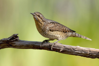 <i class='fa fa-user'></i> Arjan Troost |   Draaihals  <i class='fa fa-eye'> 345</i>  <i class='fa fa-thumbs-up'> 22</i>   <i class='fa fa-comment-o'> 14</i>