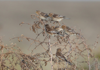 <i class='fa fa-user'></i> horneman69 |   Frater  <i class='fa fa-eye'> 367</i>  <i class='fa fa-thumbs-up'> 16</i>   <i class='fa fa-comment-o'> 10</i>