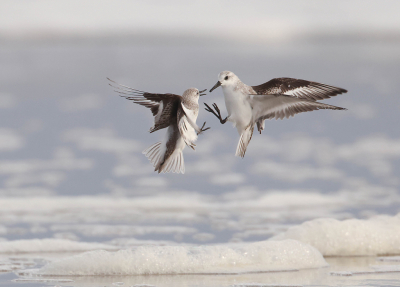 <i class='fa fa-user'></i> Henk Wiebe van der Meulen |   Drieteenstrandloper  <i class='fa fa-eye'> 276</i>  <i class='fa fa-thumbs-up'> 23</i>   <i class='fa fa-comment-o'> 10</i>