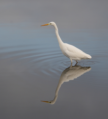 Ik zat in de auto en kon vanachter een camouflagegordijn de vogel rustig fotograferen. Op een gegeven moment kwam de reiger op nog geen 5 meter afstand van me foerageren. Ik vind de kleuren en de spiegeling wel mooi, dat is de reden dat ik de foto plaats.