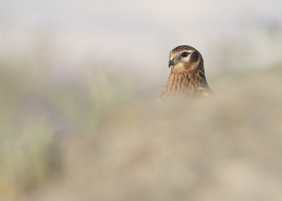 <i class='fa fa-user'></i> Jan P |   Grauwe Kiekendief  <i class='fa fa-eye'> 292</i>  <i class='fa fa-thumbs-up'> 18</i>   <i class='fa fa-comment-o'> 7</i>