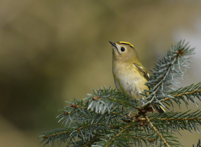 <i class='fa fa-user'></i> henkdikkers |   Goudhaan  <i class='fa fa-eye'> 311</i>  <i class='fa fa-thumbs-up'> 30</i>   <i class='fa fa-comment-o'> 17</i>