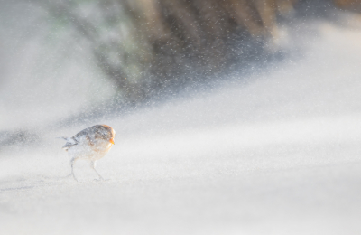 <i class='fa fa-user'></i> Hans Overduin |   Sneeuwgors  <i class='fa fa-eye'> 340</i>  <i class='fa fa-thumbs-up'> 18</i>   <i class='fa fa-comment-o'> 16</i>