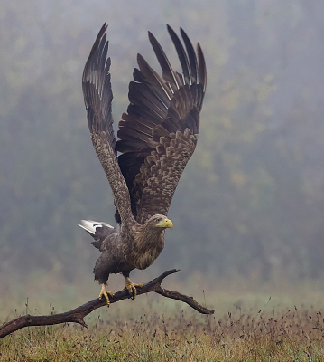 <i class='fa fa-user'></i> Leo Tukker |   Zeearend  <i class='fa fa-eye'> 424</i>  <i class='fa fa-thumbs-up'> 21</i>   <i class='fa fa-comment-o'> 8</i>